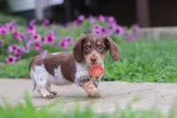 Chloe, a female Miniature Dachshund for sale in Millersburg, OH – 6 of 7