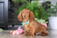 Oliver, a male Miniature Dachshund for sale in Millersburg, OH – Photo 6 of 6
