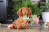 Oliver, a male Miniature Dachshund for sale in Millersburg, OH – Photo 4 of 6