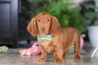 Oliver, a male Miniature Dachshund for sale in Millersburg, OH – Photo 2 of 6