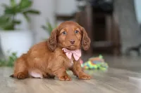 Max, a male Miniature Dachshund for sale in Millersburg, OH – Photo 6 of 7