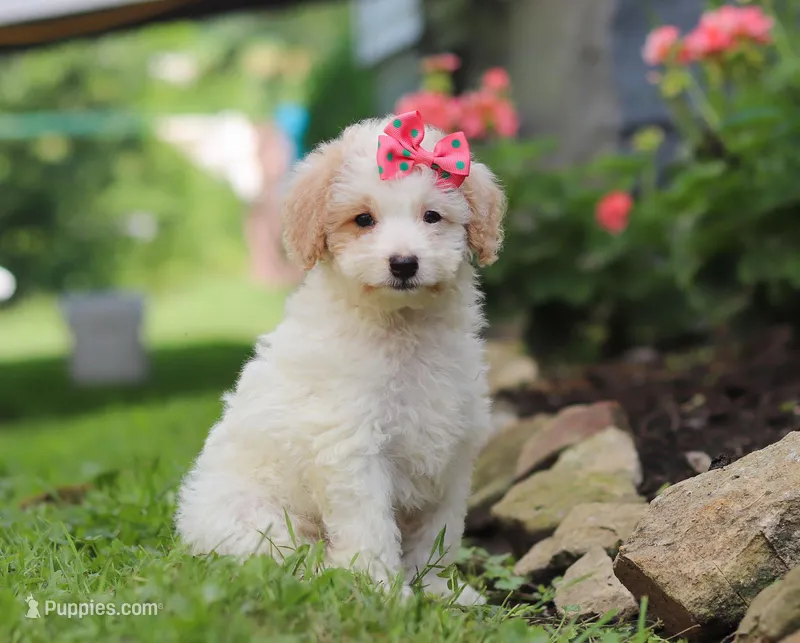 Kandy, a female Miniature Aussiedoodle for sale in Millersburg, OH – Photo 1 of 6