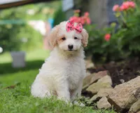 Kandy, a female Miniature Aussiedoodle for sale in Millersburg, OH – Photo 1 of 6