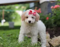 Kandy, a female Miniature Aussiedoodle for sale in Millersburg, OH – Photo 5 of 6