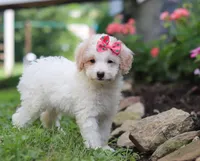 Kandy, a female Miniature Aussiedoodle for sale in Millersburg, OH – Photo 4 of 6