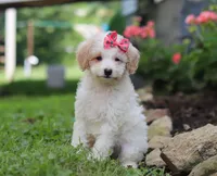 Kandy, a female Miniature Aussiedoodle for sale in Millersburg, OH – Photo 3 of 6