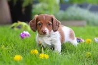 Poppy, a female Miniature Dachshund for sale in Millersburg, OH – 6 of 8