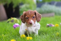 Poppy, a female Miniature Dachshund for sale in Millersburg, OH – 7 of 8