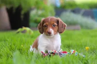 Poppy, a female Miniature Dachshund for sale in Millersburg, OH – 8 of 8