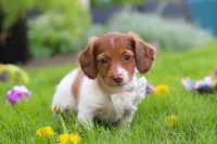 Poppy, a female Miniature Dachshund for sale in Millersburg, OH – 5 of 8