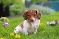 Poppy, a female Miniature Dachshund for sale in Millersburg, OH – 4 of 8