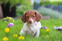 Poppy, a female Miniature Dachshund for sale in Millersburg, OH – 2 of 8