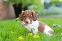 Poppy, a female Miniature Dachshund for sale in Millersburg, OH – 3 of 8