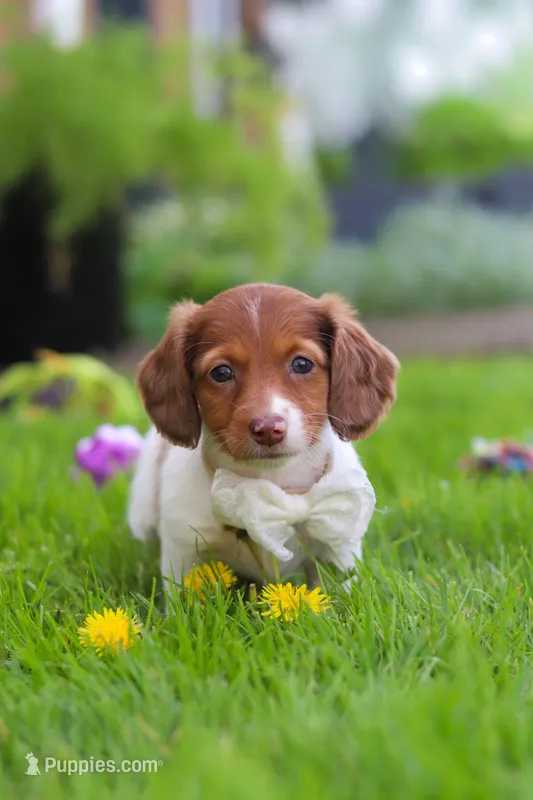 Poppy – Miniature Dachshund puppy on hold in Millersburg, OH