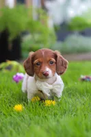 Poppy, a female Miniature Dachshund for sale in Millersburg, OH – 1 of 8
