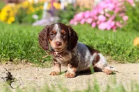 Sadie, a female Dachshund for sale in Millersburg, OH – 2 of 6