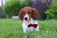 Benji, a male Miniature Dachshund for sale in Millersburg, OH – 5 of 6