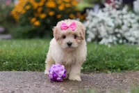 Brianna, a female Coton de Tulear and Poodle - Miniature  for sale in Millersburg, OH – 8 of 10