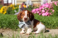 Cooper, a male Dachshund for sale in Millersburg, OH – 2 of 5