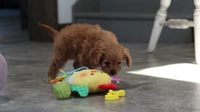 Elsa, a female Cavapoo for sale in Millersburg, OH – 10 of 10