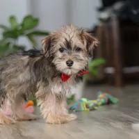 Buddy, a male Morkie for sale in Millersburg, OH – 3 of 5