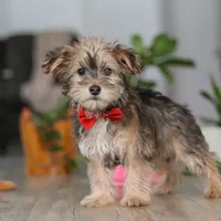Buddy, a male Morkie for sale in Millersburg, OH – 5 of 5