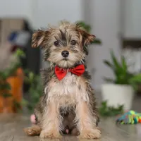Buddy, a male Morkie for sale in Millersburg, OH – 1 of 5