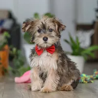 Buddy, a male Morkie for sale in Millersburg, OH – 4 of 5