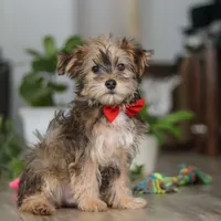 Buddy, a male Morkie for sale in Millersburg, OH – 2 of 5