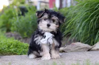 River, a male Morkie for sale in Millersburg, OH – 2 of 7