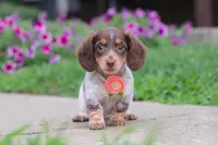 Chloe, a female Miniature Dachshund for sale in Millersburg, OH – 5 of 7