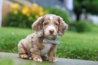 Ollie, a male Miniature Dachshund for sale in Millersburg, OH – 6 of 7