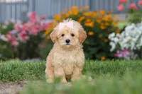 Haven, a female Maltipoo for sale in Millersburg, OH – 3 of 10