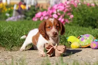 Maverick, a male Dachshund for sale in Millersburg, OH – 2 of 6