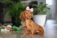 Nova, a female Miniature Dachshund for sale in Millersburg, OH – Photo 7 of 9