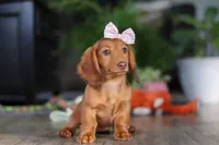 Nova, a female Miniature Dachshund for sale in Millersburg, OH – Photo 3 of 9