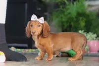 Nova, a female Miniature Dachshund for sale in Millersburg, OH – Photo 5 of 9