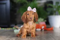 Nova, a female Miniature Dachshund for sale in Millersburg, OH – Photo 6 of 9