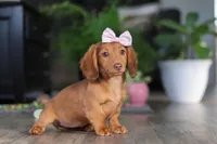 Nova, a female Miniature Dachshund for sale in Millersburg, OH – Photo 4 of 9