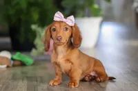 Nova, a female Miniature Dachshund for sale in Millersburg, OH – Photo 8 of 9