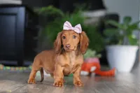 Nova, a female Miniature Dachshund for sale in Millersburg, OH – Photo 1 of 9