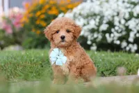 Blake, a male Maltipoo for sale in Millersburg, OH – 4 of 9
