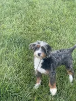Rehoming Mini Bernedoodle , a female Miniature Bernedoodle for sale in Marion, OH – 4 of 10