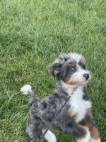 Rehoming Mini Bernedoodle , a female Miniature Bernedoodle for sale in Marion, OH – 6 of 10