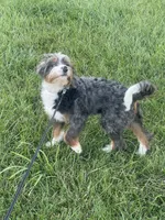 Rehoming Mini Bernedoodle , a female Miniature Bernedoodle for sale in Marion, OH – 10 of 10