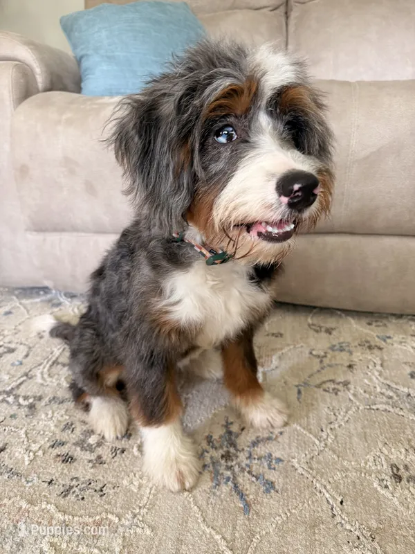 Rehoming Mini Bernedoodle  – Miniature Bernedoodle puppy for sale in Marion, OH