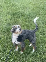 Rehoming Mini Bernedoodle , a female Miniature Bernedoodle for sale in Marion, OH – 8 of 10