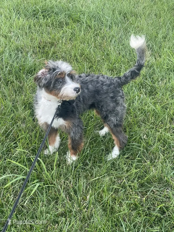 Rehoming Mini Bernedoodle  – Miniature Bernedoodle puppy for sale in Marion, OH