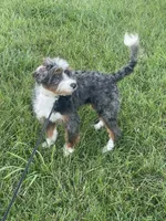 Rehoming Mini Bernedoodle , a female Miniature Bernedoodle for sale in Marion, OH – 1 of 10