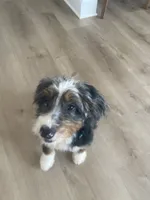 Rehoming Mini Bernedoodle , a female Miniature Bernedoodle for sale in Marion, OH – 2 of 10